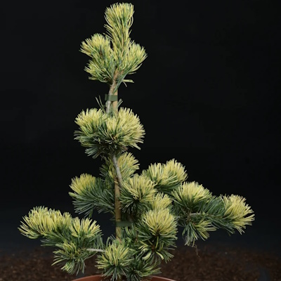 Сосна японська "Фукай" - Pinus parviflora "Fukai"