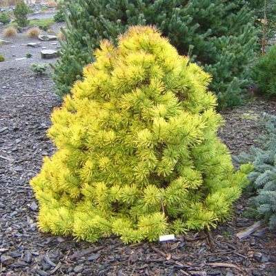 Сосна звичайна "Голд Коін" - Pinus sylvestris "Gold Coin"