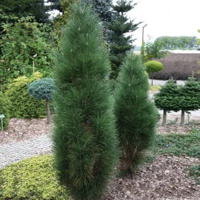 Сосна чорна / австрійська "Грін Тауер" - Pinus nigra "Green Tower"