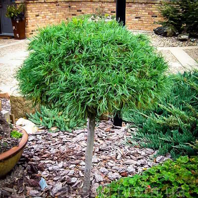 Сосна веймутова "Грін Твіст" на штамбі - Pinus strobus "Green Twist"