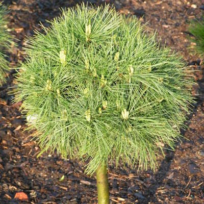 Сосна веймутова "Грег" на штамбі - Pinus strobus "Greg"