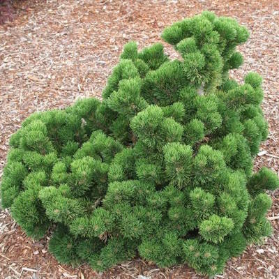 Сосна гірська "Якобсен" - Pinus mugo "Jakobsen"
