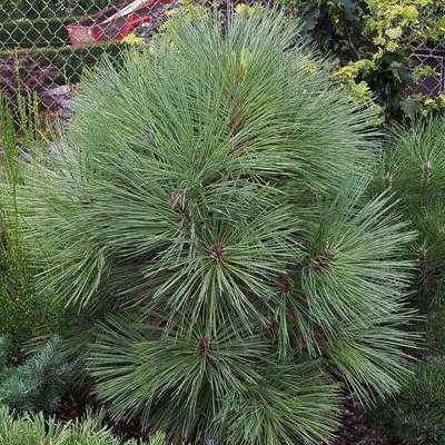 Сосна Джеффрі "Йоппі" - Pinus jeffreyi "Joppi"