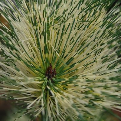 Сосна густоквіткова "Око Дракона" - Pinus densiflora "Oculus draconis"