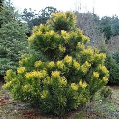 Сосна тунберга "Огон" - Pinus thunbergii "Ogon"