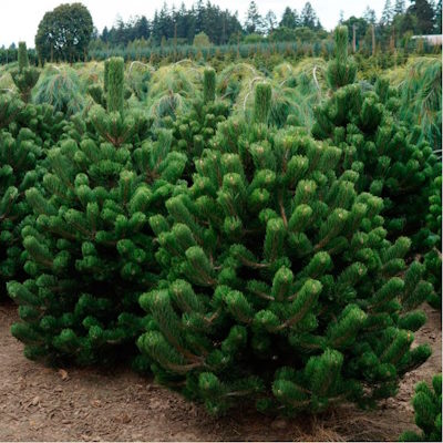 Сосна чорна "Орегон Грін" - Pinus nigra "Oregon Green"