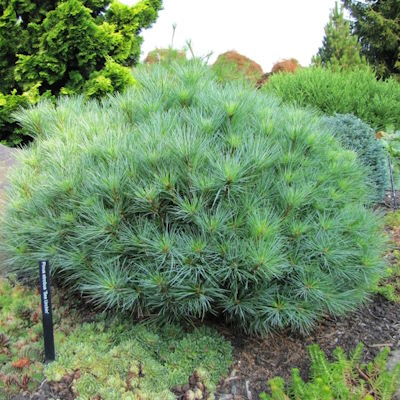 Сосна веймутова "Сі Урчін" - Pinus strobus "Sea Urchin"