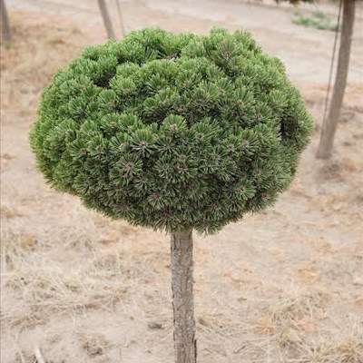 Сосна гірська "Шервуд Компакт" на штамбі - Pinus mugo "Sherwood Compact"