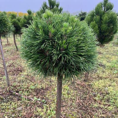 Сосна гірська "Варелла" на штамбі - Pinus mugo "Varella"