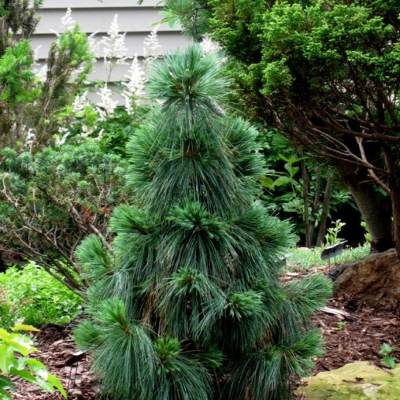 Сосна шверіна "Вітхорст" - Pinus schwerinii "Wiethorst"