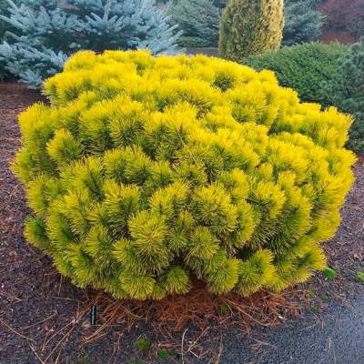 Сосна гiрська "Вінтер Голд" - Pinus mugo "Winter Gold"