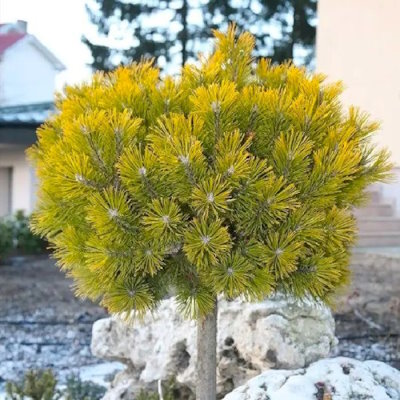 Сосна гiрська "Вінтер Голд" на штамбі - Pinus mugo "Winter Gold"