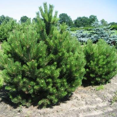 Сосна чорна / австрійська - Pinus nigra / austriaca