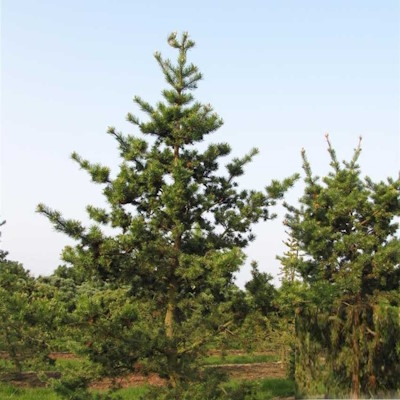 Сосна Банкса - Pinus banksiana