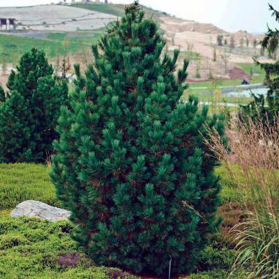 Сосна кедрова/Кедр європейський - Pinus cembra