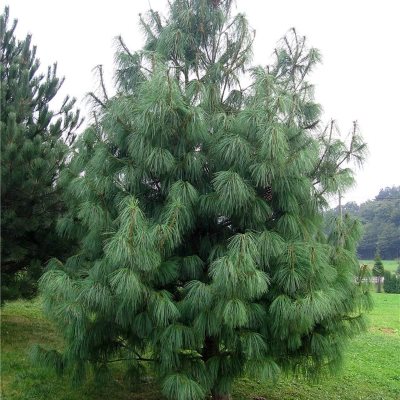 Сосна гімалайська (Гріффіта) - Pinus wallichiana (griffithii)