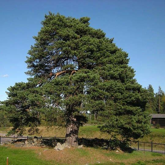 Сосна звичайна - Pinus sylvestris