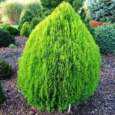 Туя східна "Ауреа Нана" - Platycladus orientalis "Aurea Nana"