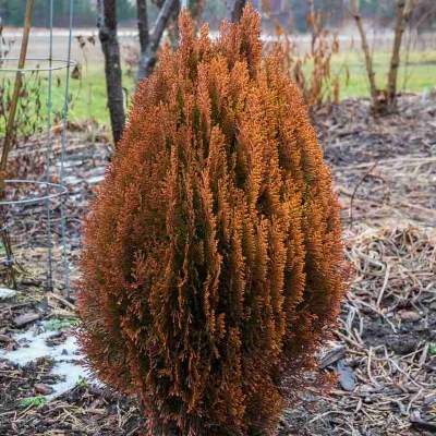 Туя східна "Морган" - Platycladus orientalis "Morgan"