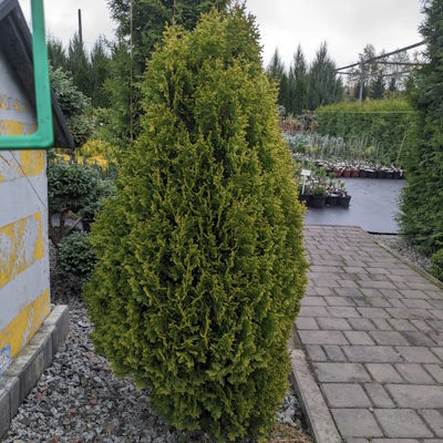 Туя східна "Вестмонт" - Platycladus orientalis "Westmont"