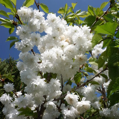 Сакура дрібнопильчаста "Альба Плена" на штамбі - Prunus serrulata "Alba Plena"