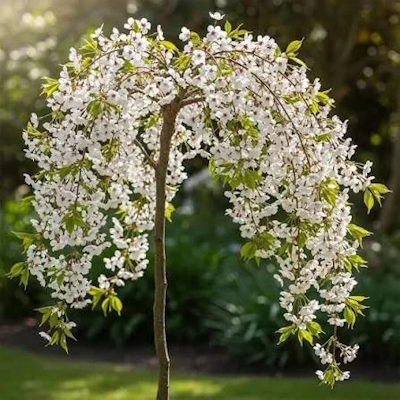 Сакура дрібнопильчаста "Фрілі Фрок" на штамбі - Prunus incisa "Frilly Frock"