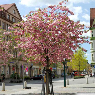 Сакура дрібнопильчаста "Пінк Перфекшн" на штамбі - Prunus serrulata "Pink Perfection"