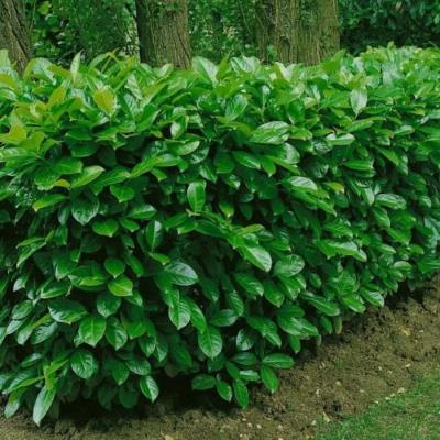 Лавровишня "Ротундіфолія" - Prunus laurocerasus "Rotundifolia"