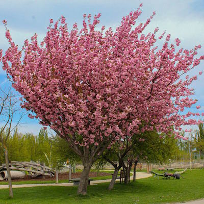 Сакура дрібнопильчаста "Роял Бургунді" - Prunus serrulata "Royal Burgundy"