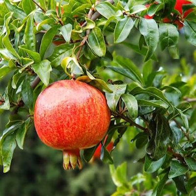 Гранат звичайний - Punica granatum