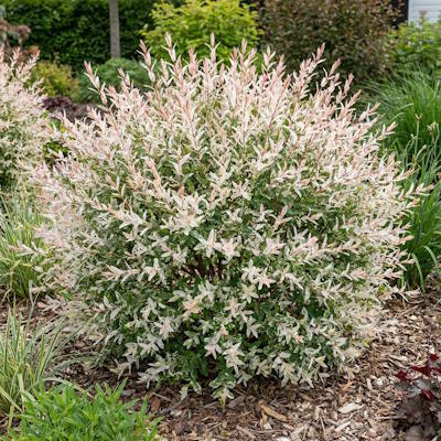 Верба японська "Хакуро-Нішикі" - Salix integra "Hakuro-Nishiki"
