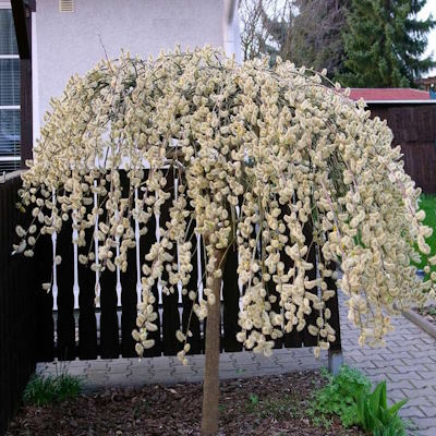 Верба козяча "Кілмарнок" на штамбі - Salix caprea "Kilmarnock"