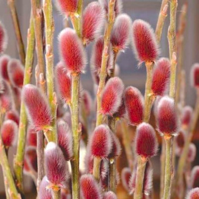 Верба тонкостовбурова "Маунт Асо" - Salix gracilistyla "Mount Aso"