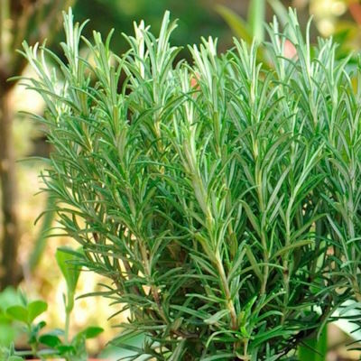 Розмарин лікарський - Salvia rosmarinus