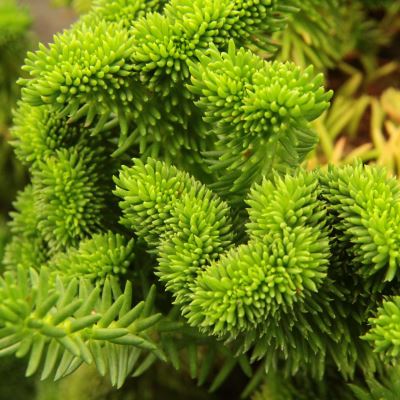 Очиток відігнутий "Крістатум" - Sedum reflexum "Cristatum"