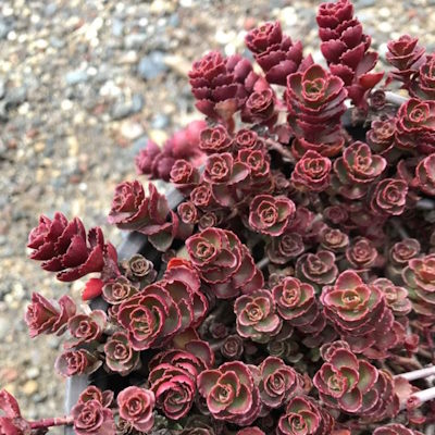 Очиток помилковий "Драгонс Блуд" - Sedum spurium "Dragons Blood"