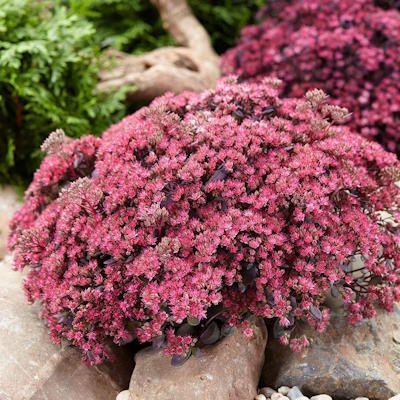Очиток гібридний "Ред Спаркл" - Sedum hybride "Red Sparkle"