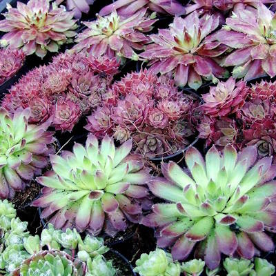 Молодило - Sempervivum