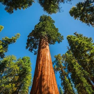 Секвоя вічнозелена - Sequoia sempervirens