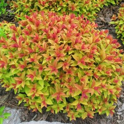 Спірея японська "Голдфлейм" - Spiraea japonica "Goldflame"