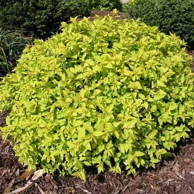 Спірея японська "Голдмаунд" - Spiraea japonica "Goldmound"