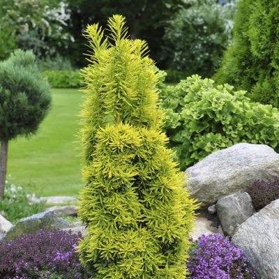 Тис ягідний "Давид" - Taxus baccata "David"