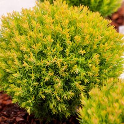 Туя західна "Аннієк" - Thuja occidentalis "Anniek"