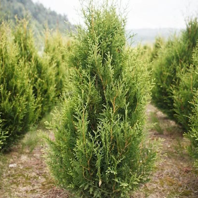 Туя західна "Ауреоспіката" - Thuja occidentalis "Aureospicata"