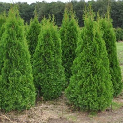 Туя західна "Брабант" - Thuja occidentalis "Brabant"