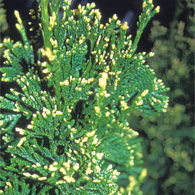 Туя складчаста "Кан-Кан" - Thuja plicata "Can-Can"