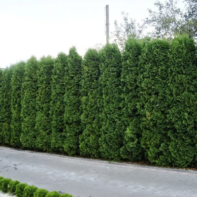 Туя західна "Колумна" - Thuja occidentalis "Columna"