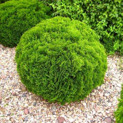 Туя західна "Даніка" - Thuja occidentalis "Danica"