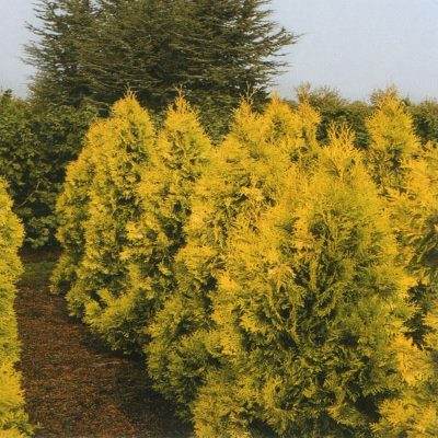 Туя західна "Європа Голд" - Thuja occidentalis "Europe Gold"