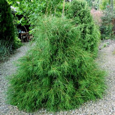 Туя західна "Філіформіс" - Thuja occidentalis "Filiformis"